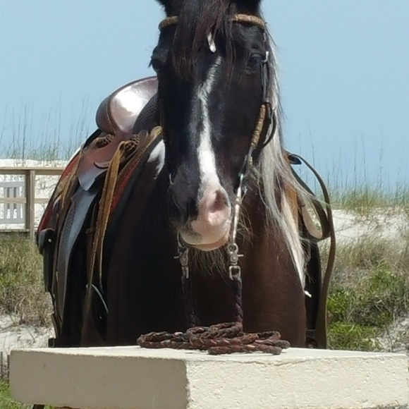 Meet your Posher, Brenda - Picture 1 of 1